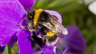 Bees