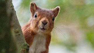 A red squirrel pops his head out from behind a tree trunk 