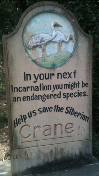 Save the Siberian crane