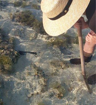 A woman in a broad hat bends over some shallow water, a small shark is visible
