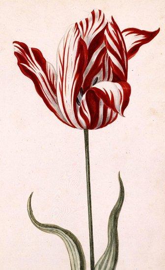 The Semper Augustus tulip
