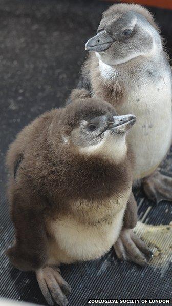 Endangered penguin chicks hand-reared at Whipsnade Zoo - BBC News