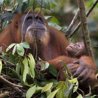 Orangutan and her baby