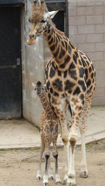 Neja the giraffe and baby Ballymena