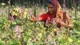 বাংলাদেশে এখন প্রতি ১০০টি পরিবারের মধ্যে অন্তত ১৪টি পরিবারের প্রধান নারী।