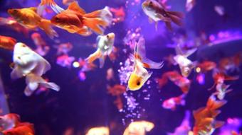 অ্যাকুরিয়ামে গোল্ডফিশ