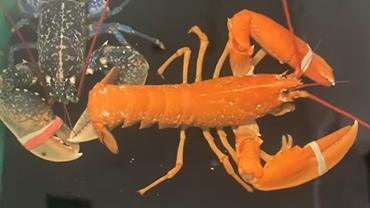 Orange lobster