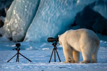 Beruang kutub menatap kamera dengan tripod