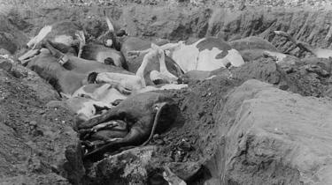 Des bœufs morts, certains partiellement enterrés, dont on pense qu'ils sont morts de la peste bovine