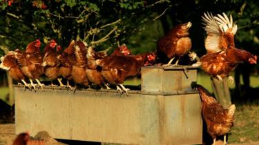 Les poulets en liberté.range chickens