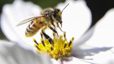 A bee on a white flower