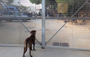 Koira Lampedusan vastaanottokeskuksen ulkopuolella