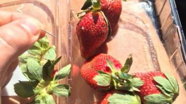 A man holds a needle found in a punnet of strawberries