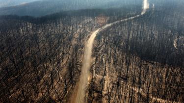 Eine Luftaufnahme einer Straße, die durch einen Wald mit ausgebrannten Bäumen in der Nähe von Kinglake im australischen Bundesstaat Victoria führt