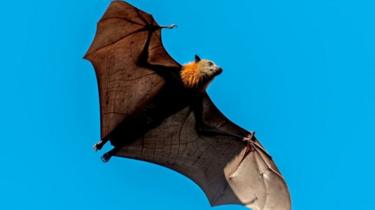 Flugfledermaus.