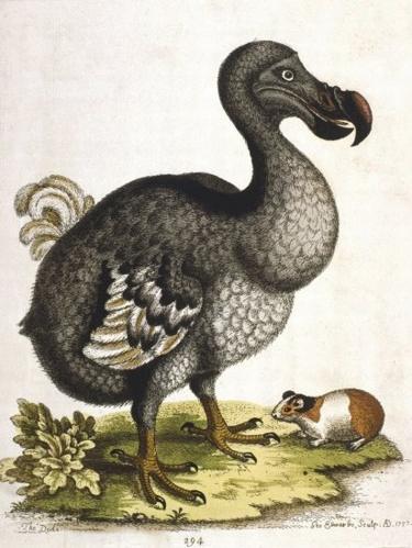 Gambar antik dodo.