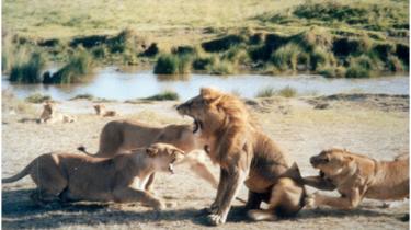 Löwinnen greifen männlichen Löwen an
