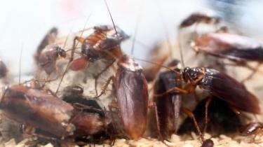 Cockroaches locked in a container for research