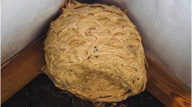 Wasp nest