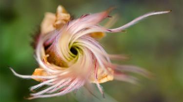 Mountain Avens