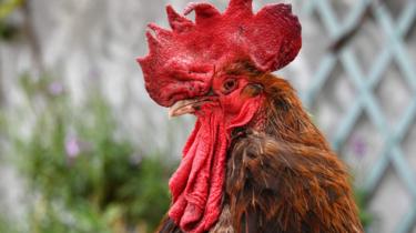 Rooster "Maurice" in Saint-Pierre-d'Oléron in La Rochelle, western France, 5 June 2019