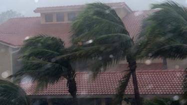 Palm trees in Bonita Springs north of Naples, Florida