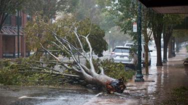 شجرة تسبب الإعصار في قطعها