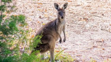 Canguro salvaje del Parque Nacional del Valle de Avon en Australia Occidental (imagen de archivo)