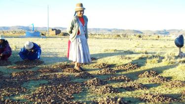 Mujer pisando tunta en Ilave, Puno, Perú, 2008