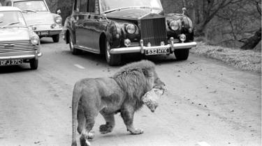 Ein Löwe in Longleat