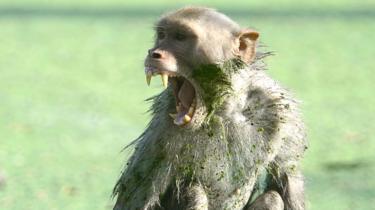 An Indian monkey shouts, covered in algae, after bathing on a hot day