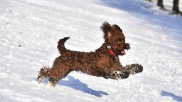 Dog running through the snow in Belfast
