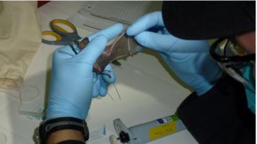 Los murciélagos también fueron estudiados cono fuentes del mers, la enfermedad respiratoria que afectó Medio Oriente.