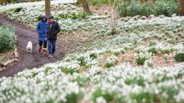 Snowdrops at Rococo Garden in Painswick, Gloucestershire