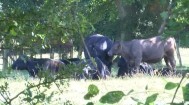 Cows at Pinstraw Farm