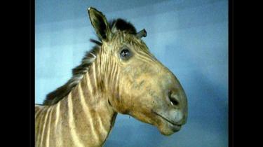 Quagga ini mati di kebun binatang Artis di Amsterdam tanggal 12 Agustus 1883.
