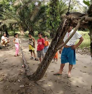 Cette photo polycopiée prise le 30 septembre 2017 et publiée le 4 octobre 2017 par la police de Batang Gansal montre des villageois à côté d'une maison de 7.8 mètres (25,6 pieds) de long qui a été tué après avoir attaqué un Indonésien, lui sectionnant presque le bras, dans le sous-district isolé de Batang Gansal sur l'île de Sumatra.