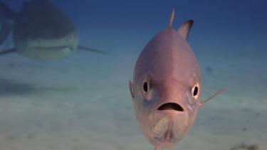A fish chased by a shark