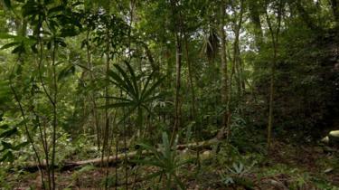 Guatemalan jungle with a mound covered in foliage in the background.