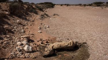 A dead cow