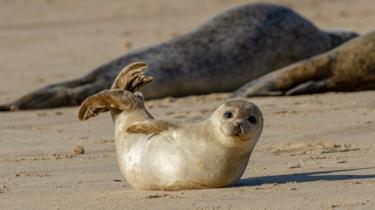 Bayi anjing laut di Horsey, Norfolk, Inggris