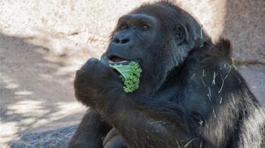 Vila Gorilla spiser grønkål