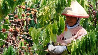 A worker picks coffee cherries from a coffee plant