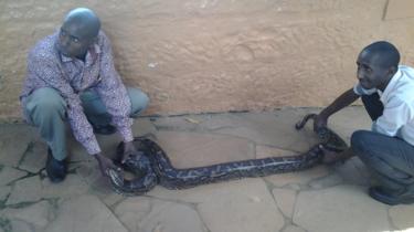 David Musyoka en een collega met een python