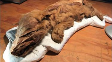 Mummified wolf pup