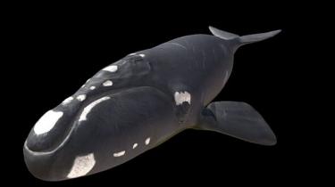 Un modèle 3D interactif d'une baleine franche australe créé par les chercheurs