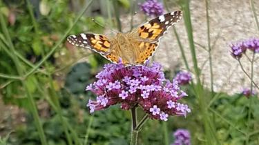 Painted lady butterfly