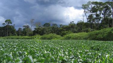 Plantação de soja no Mato Grosso, área original de cerrado brasileiro