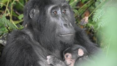 Gorille et bébé