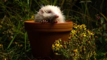 Jack Frost der Igel